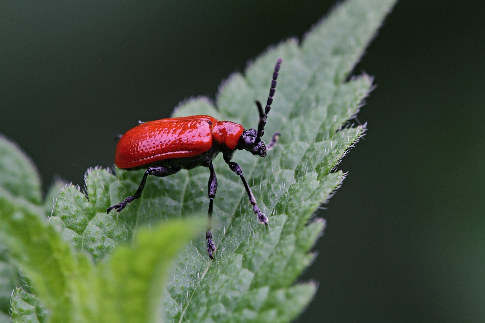 Lilienhähnchen (Lilioceris lilii)