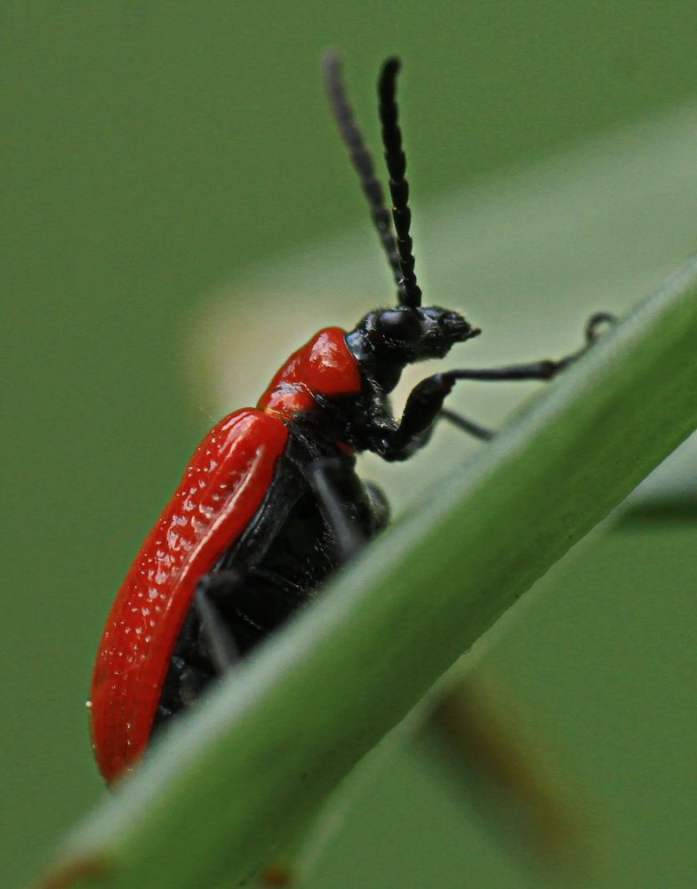 Lilienhähnchen (Lilioceris lilii)