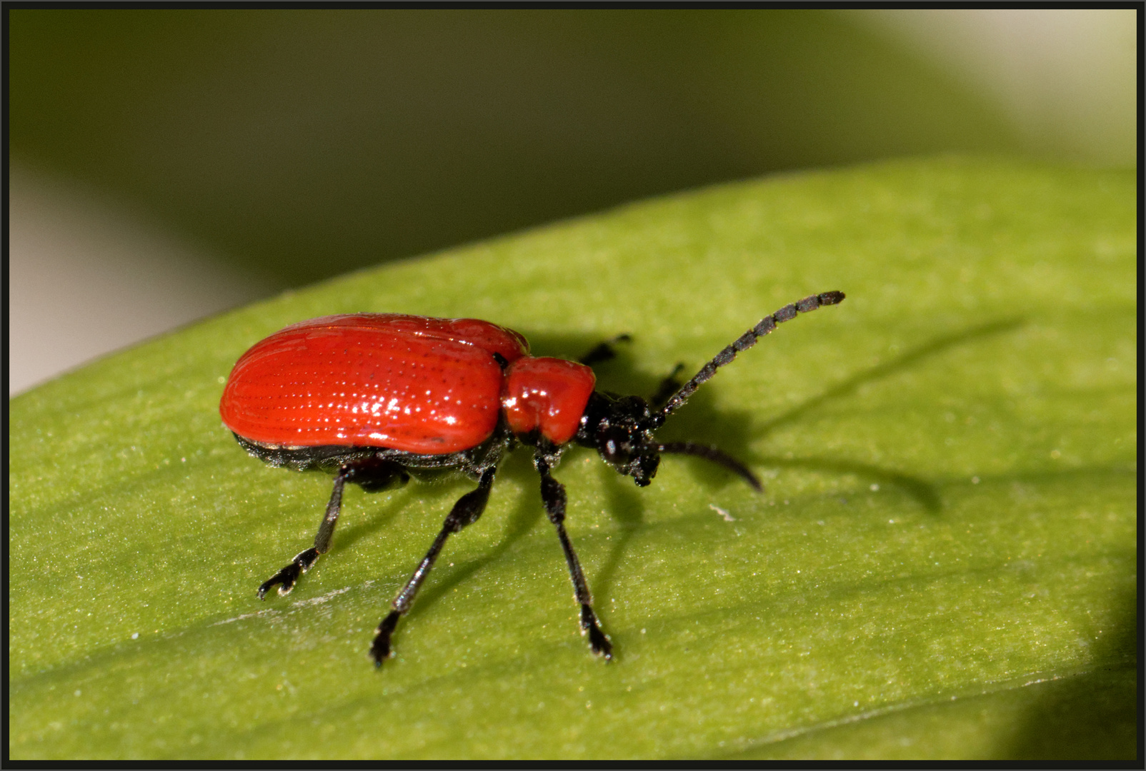 Lilienhähnchen (Lilioceris lilii)