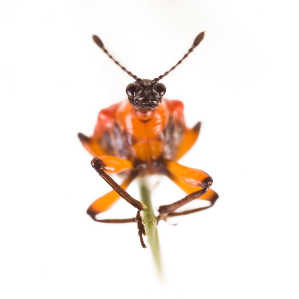 Lilienhähnchen (Lilioceris lilii) - lily leaf beetle [Lilioceris lilii]