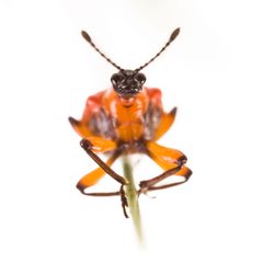 Lilienhähnchen (Lilioceris lilii) - lily leaf beetle [Lilioceris lilii]