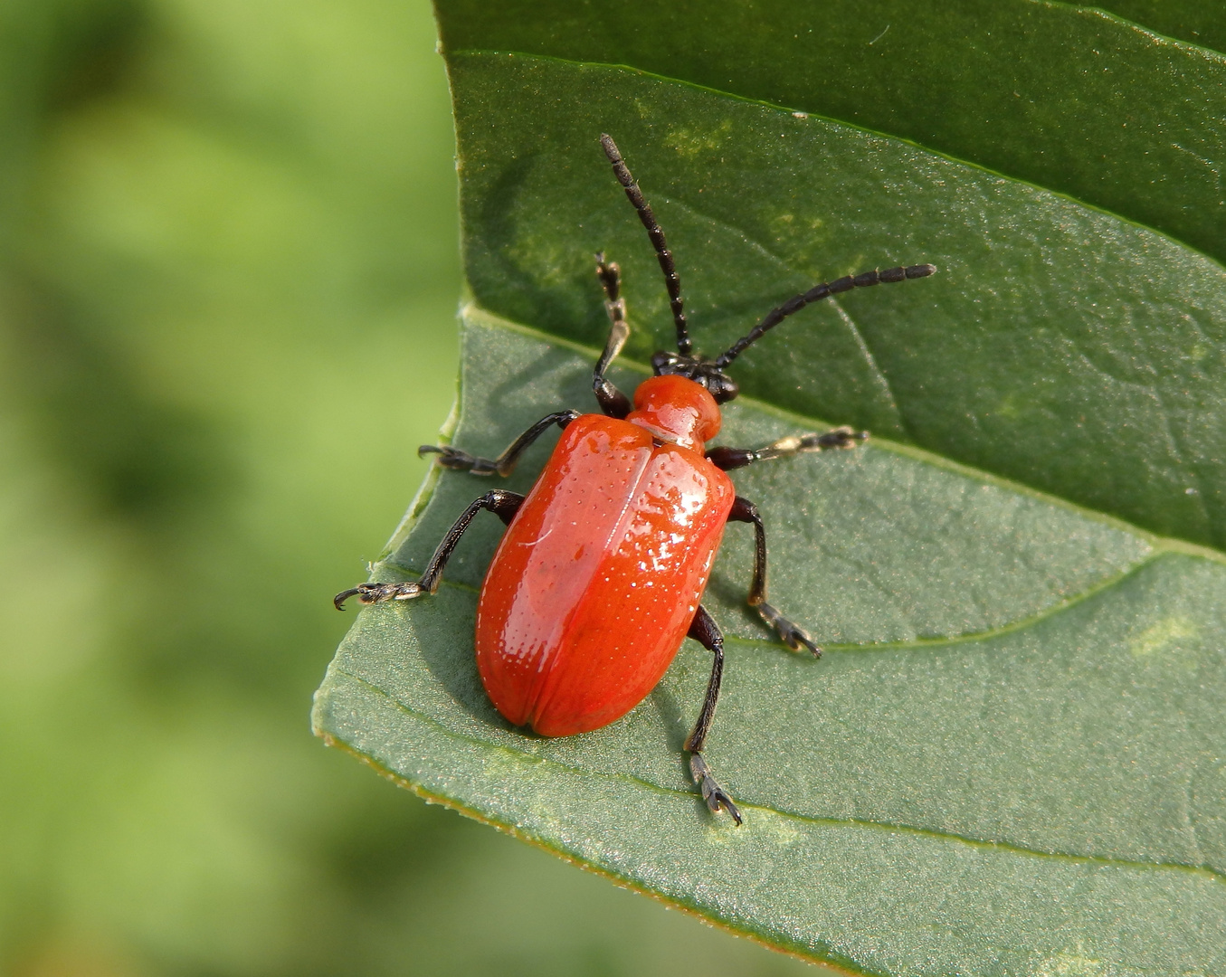 Lilienhähnchen (Lioceris lilii)