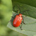 Lilienhähnchen (Lioceris lilii)