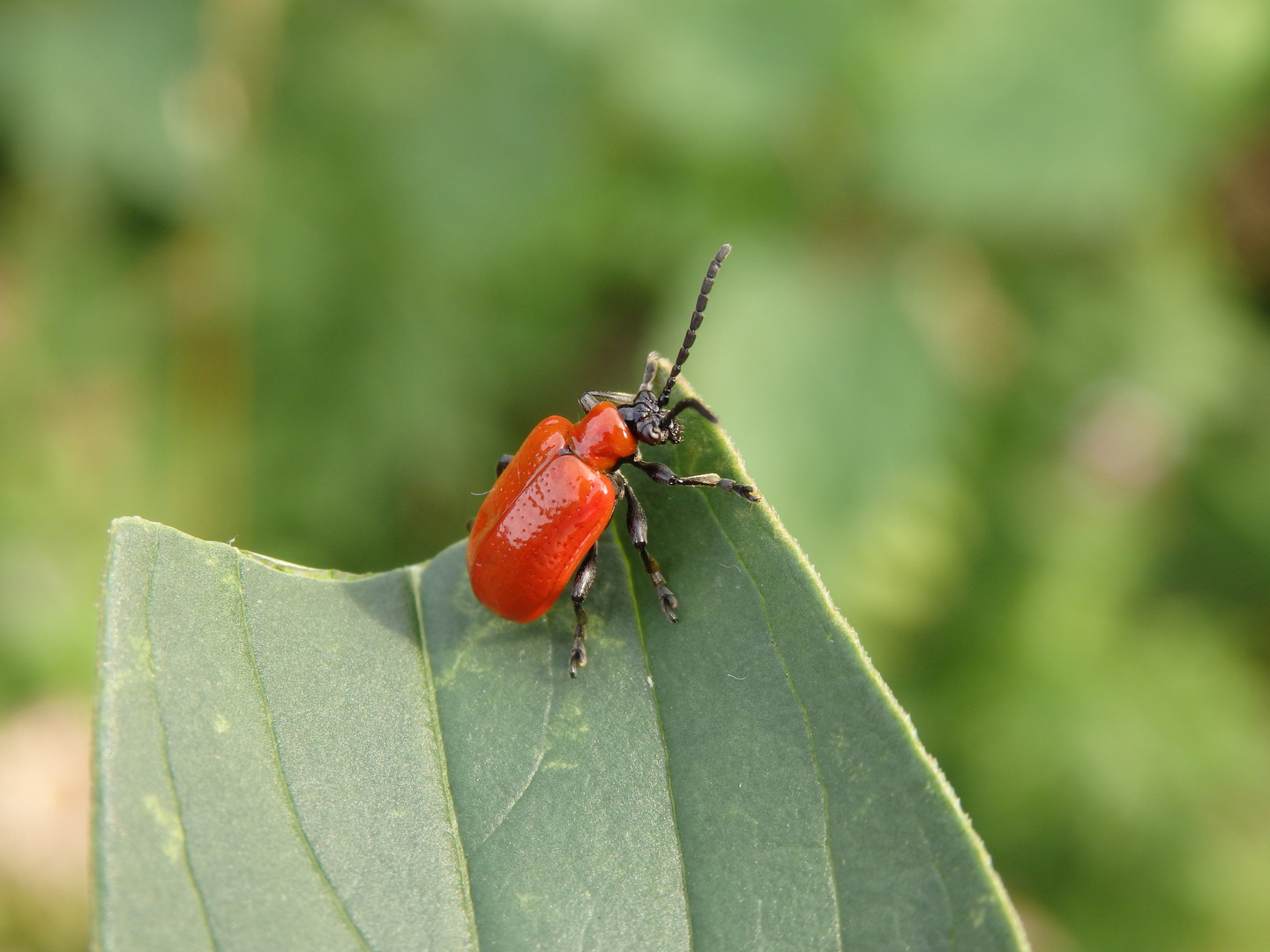 Lilienhähnchen (Lioceris lilii)