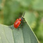 Lilienhähnchen (Lioceris lilii)