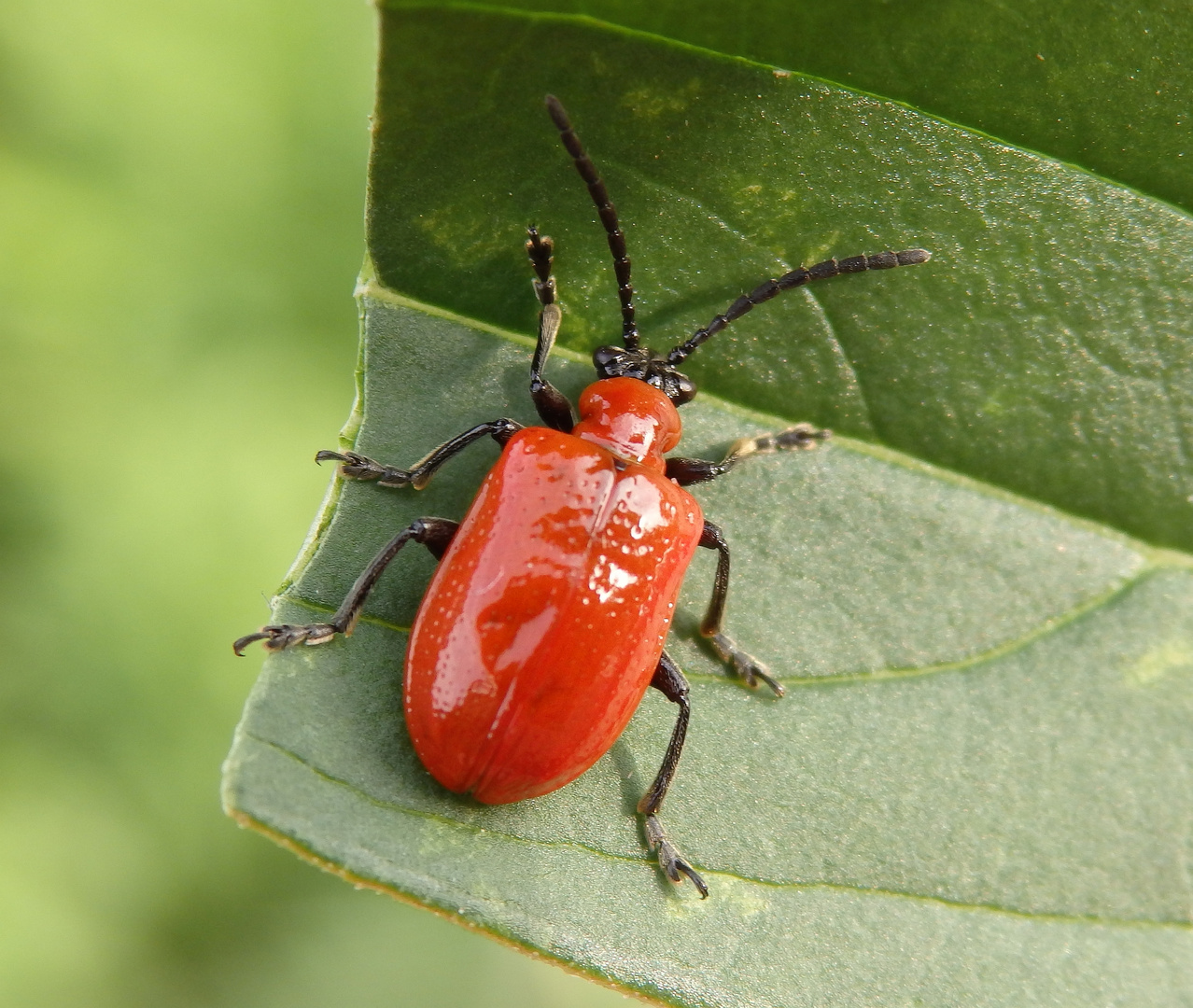 Lilienhähnchen (Lioceris lilii)