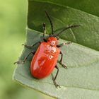 Lilienhähnchen (Lioceris lilii)