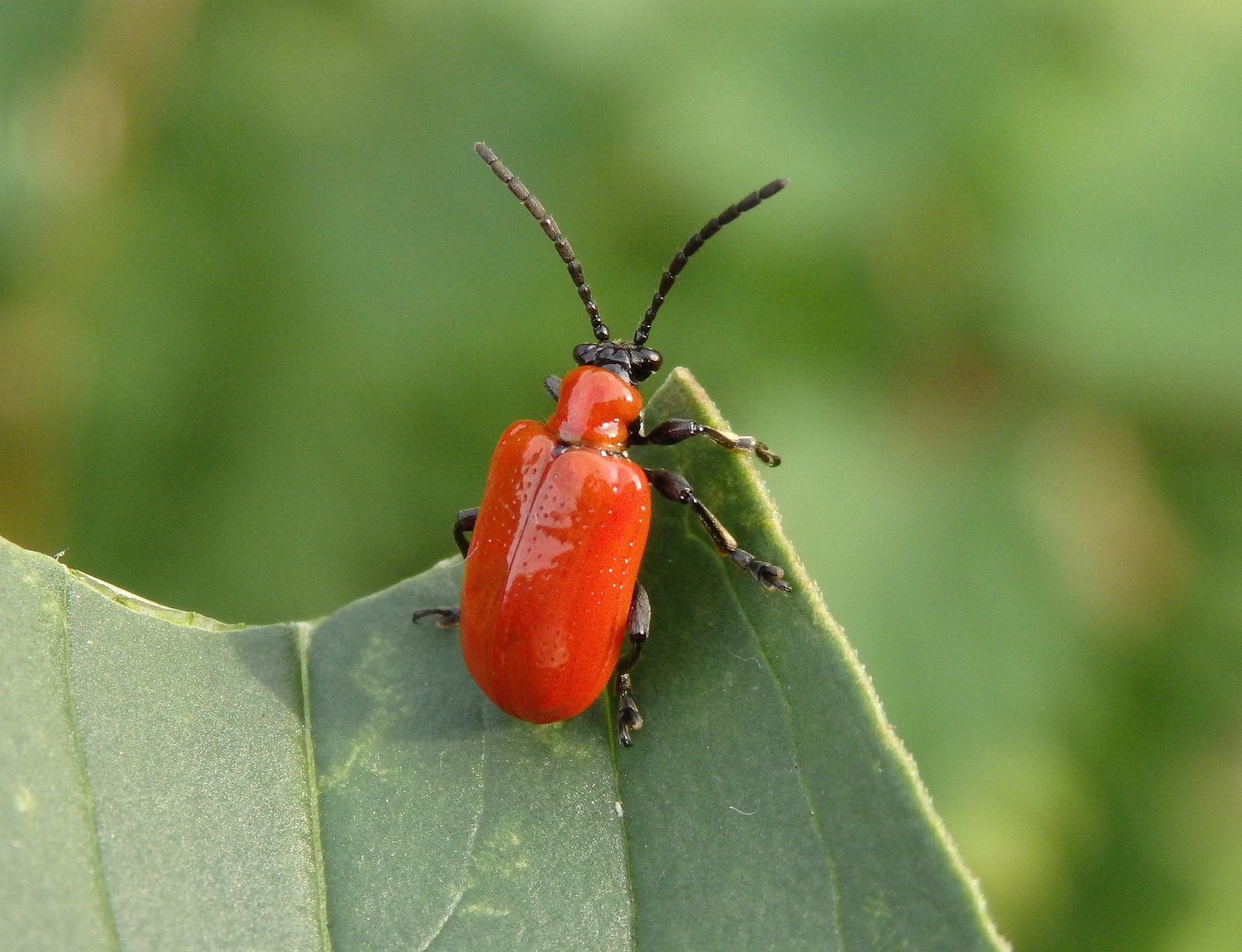 Lilienhähnchen (Lioceris lilii)