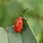 Lilienhähnchen (Lioceris lilii)