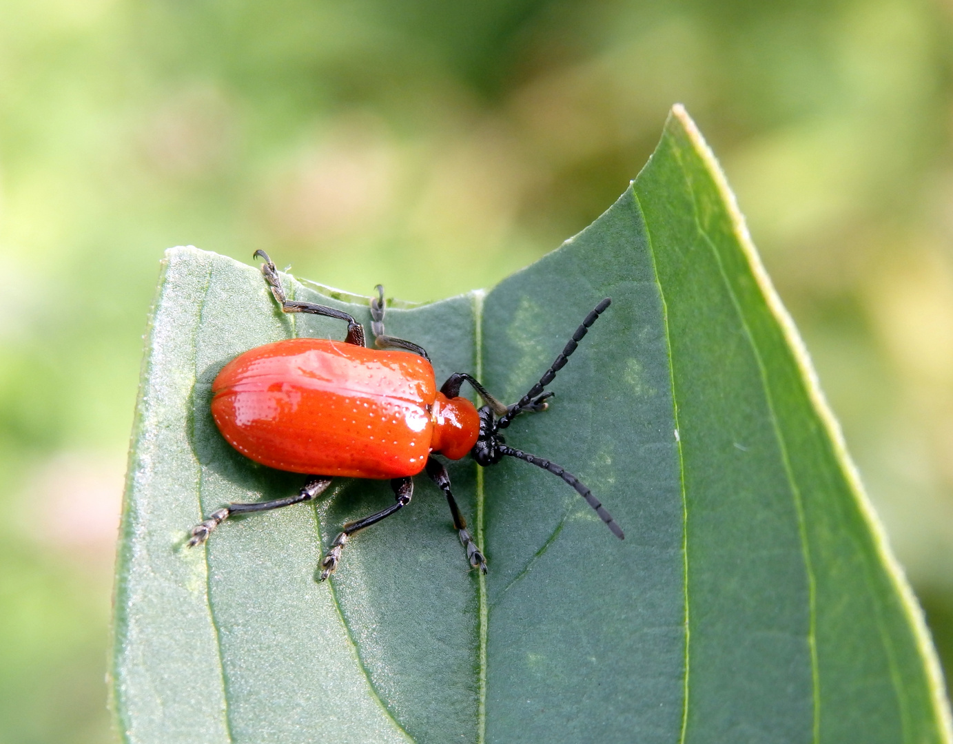 Lilienhähnchen (Lioceris lilii)