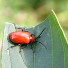 Lilienhähnchen (Lioceris lilii)