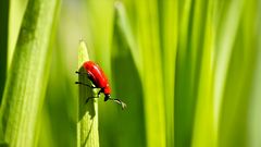 Lilienhähnchens Frühling