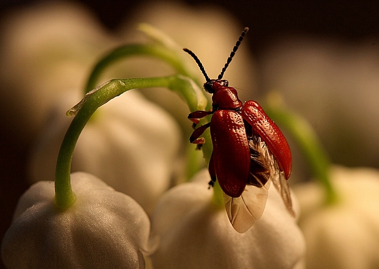 lilienhähnling