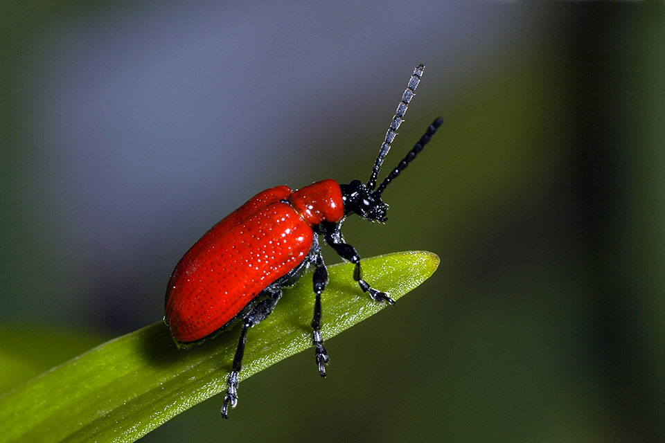 Lilienhainchen