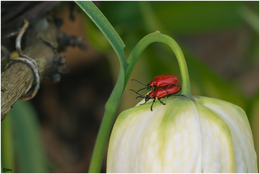 Lilienkäfer