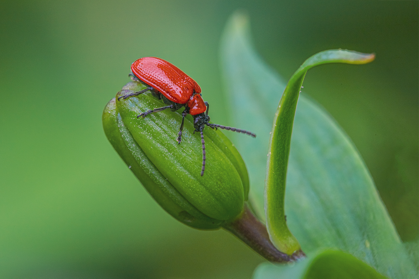 Lilienkäfer