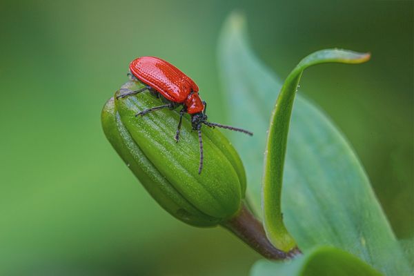 Lilienkäfer