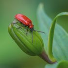 Lilienkäfer