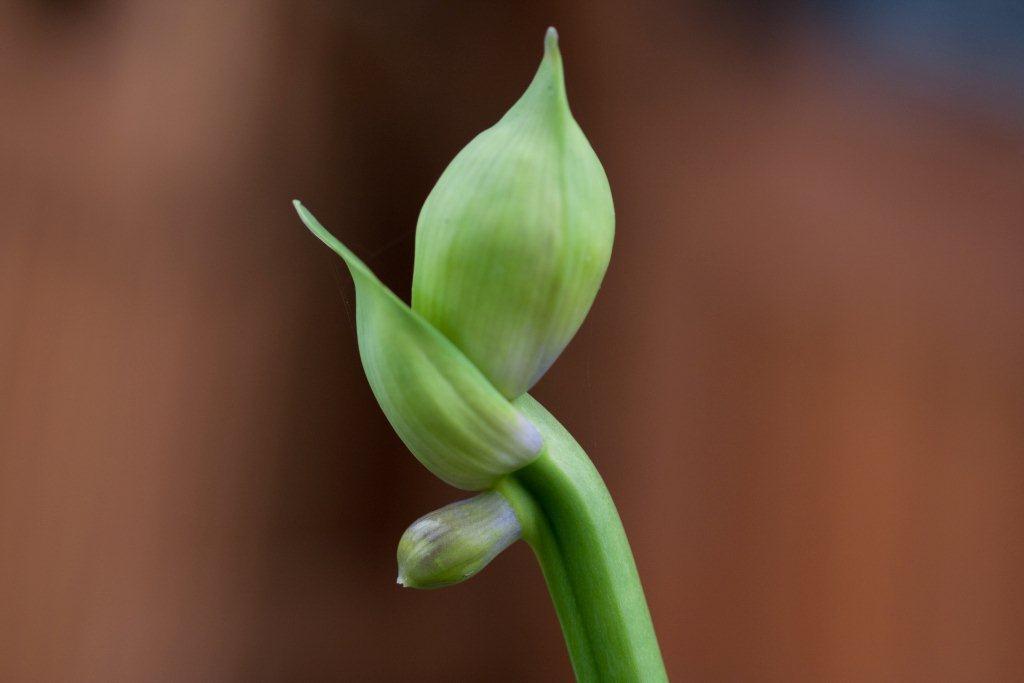 Lilienknospen einmal anders