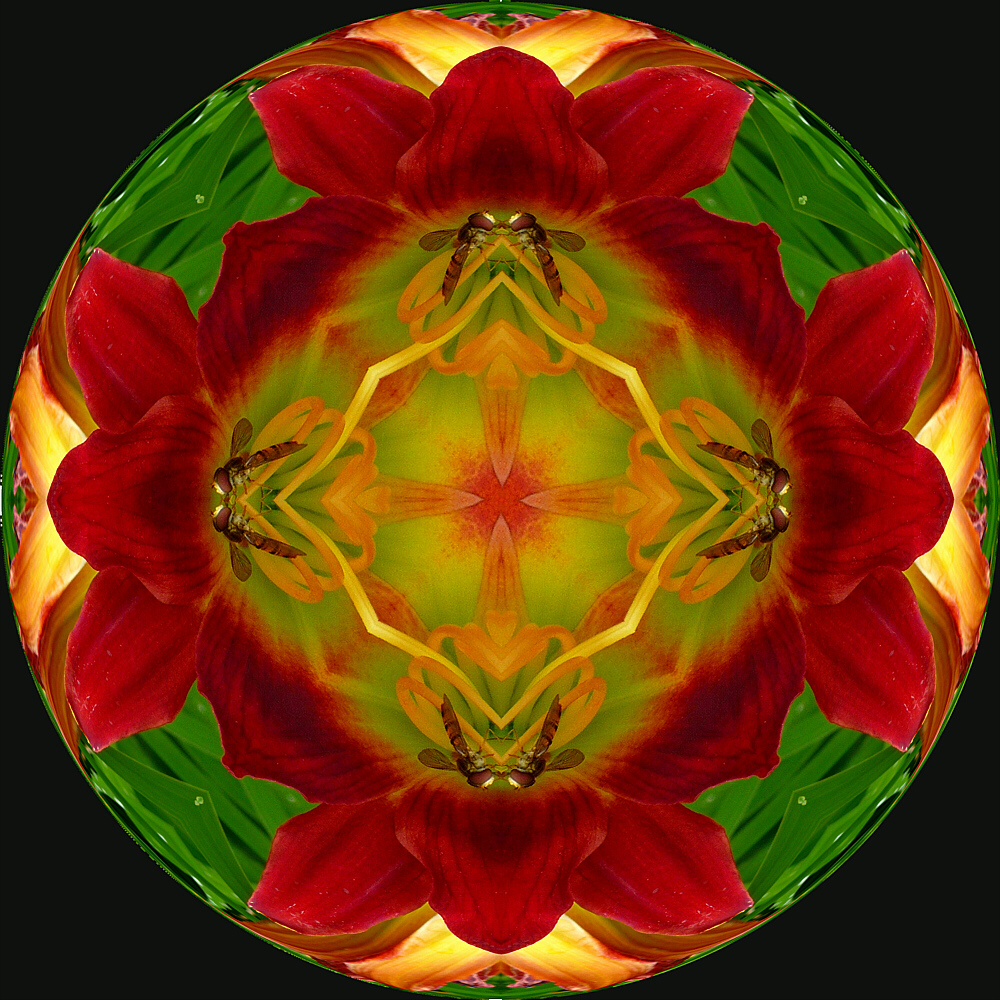 Lilienmandala