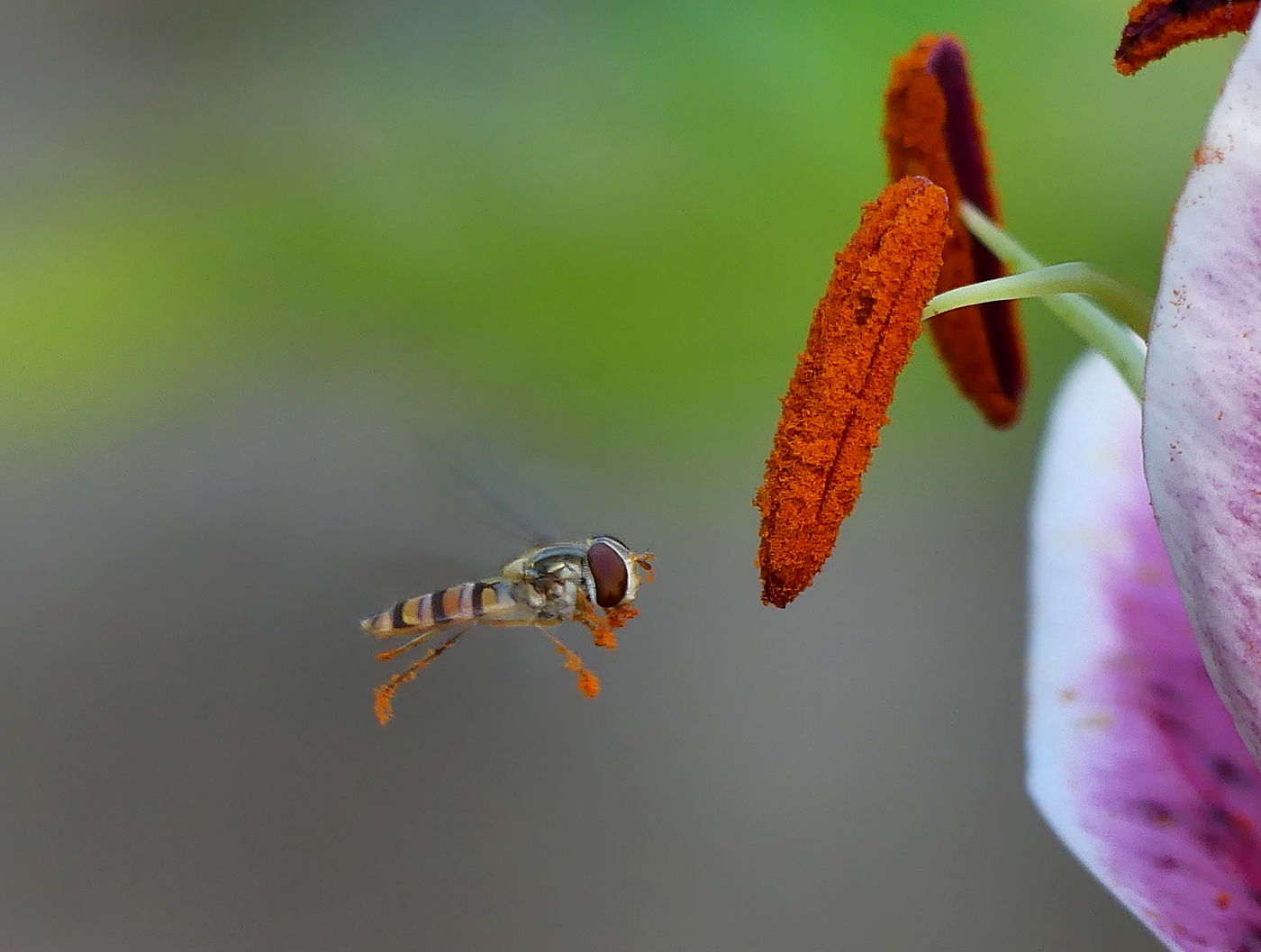 Lilienpollen sind sooo lecker...