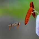 Lilienpollen sind sooo lecker...