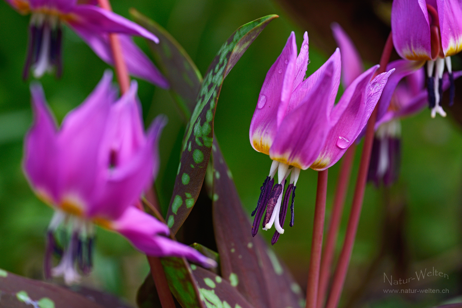 Lilienschönheit