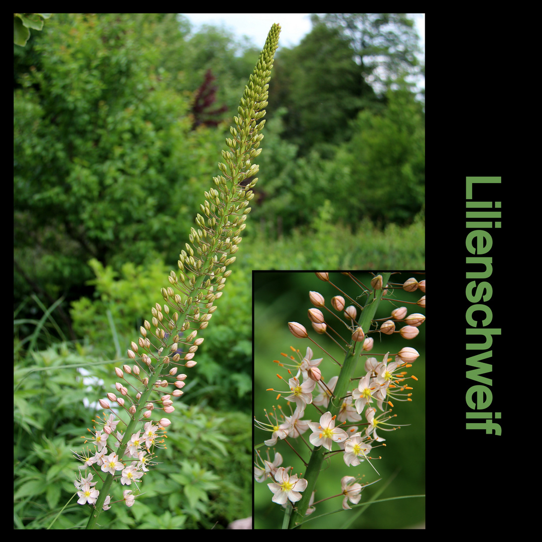 Lilienschweif