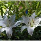 LILIENSTAUDE IM ABENDLICHT