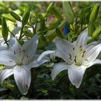 LILIENSTAUDE IM ABENDLICHT