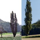 Lilienstein 1986 und 2016