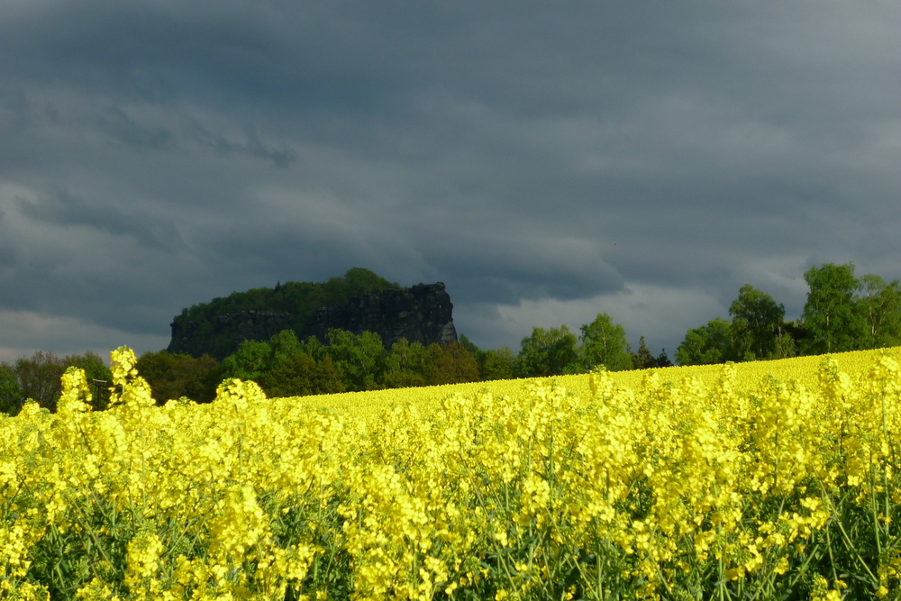 Lilienstein hinterm Raps