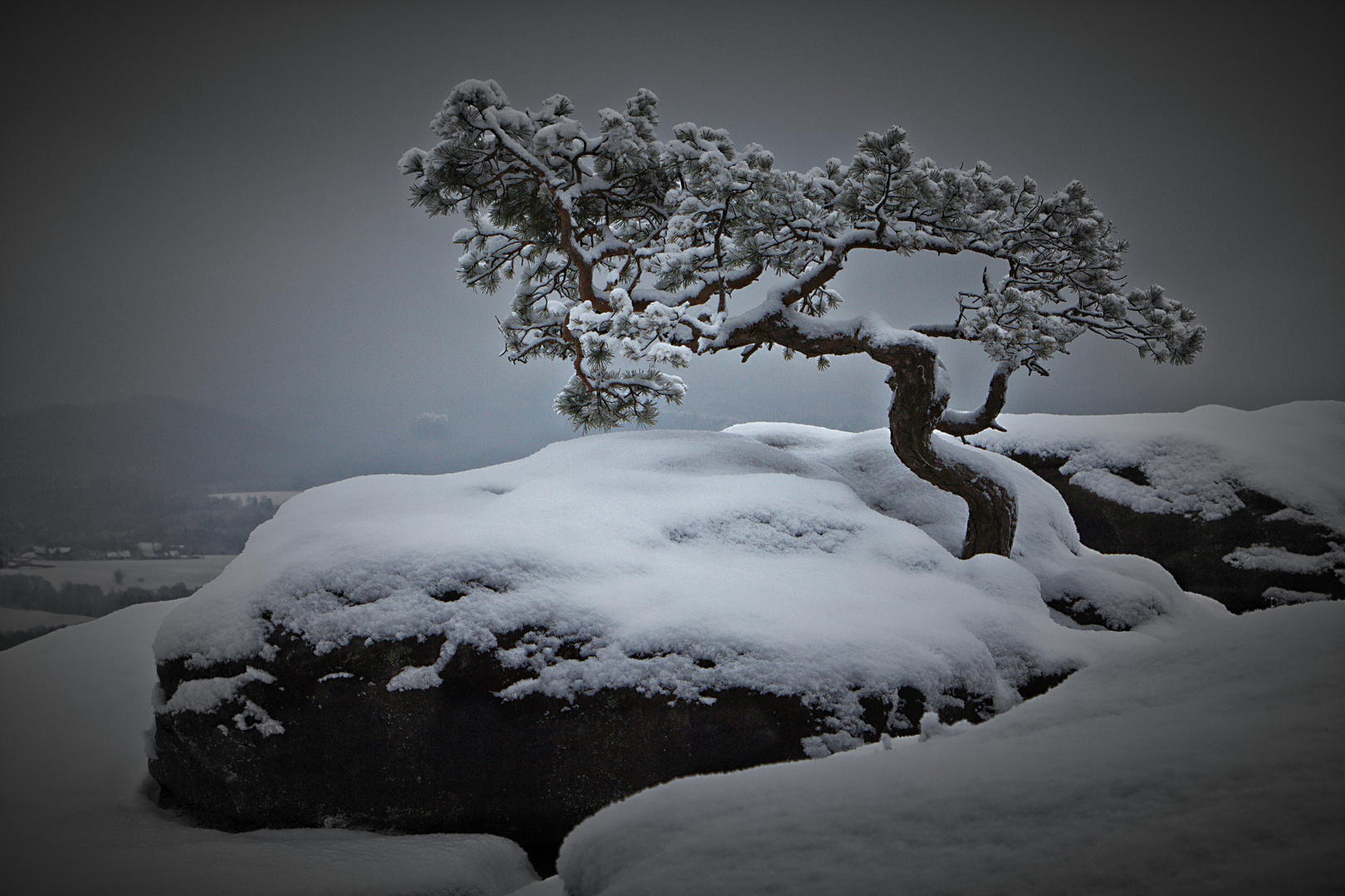 Lilienstein-Kiefer im Winter