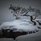 Lilienstein-Kiefer im Winter