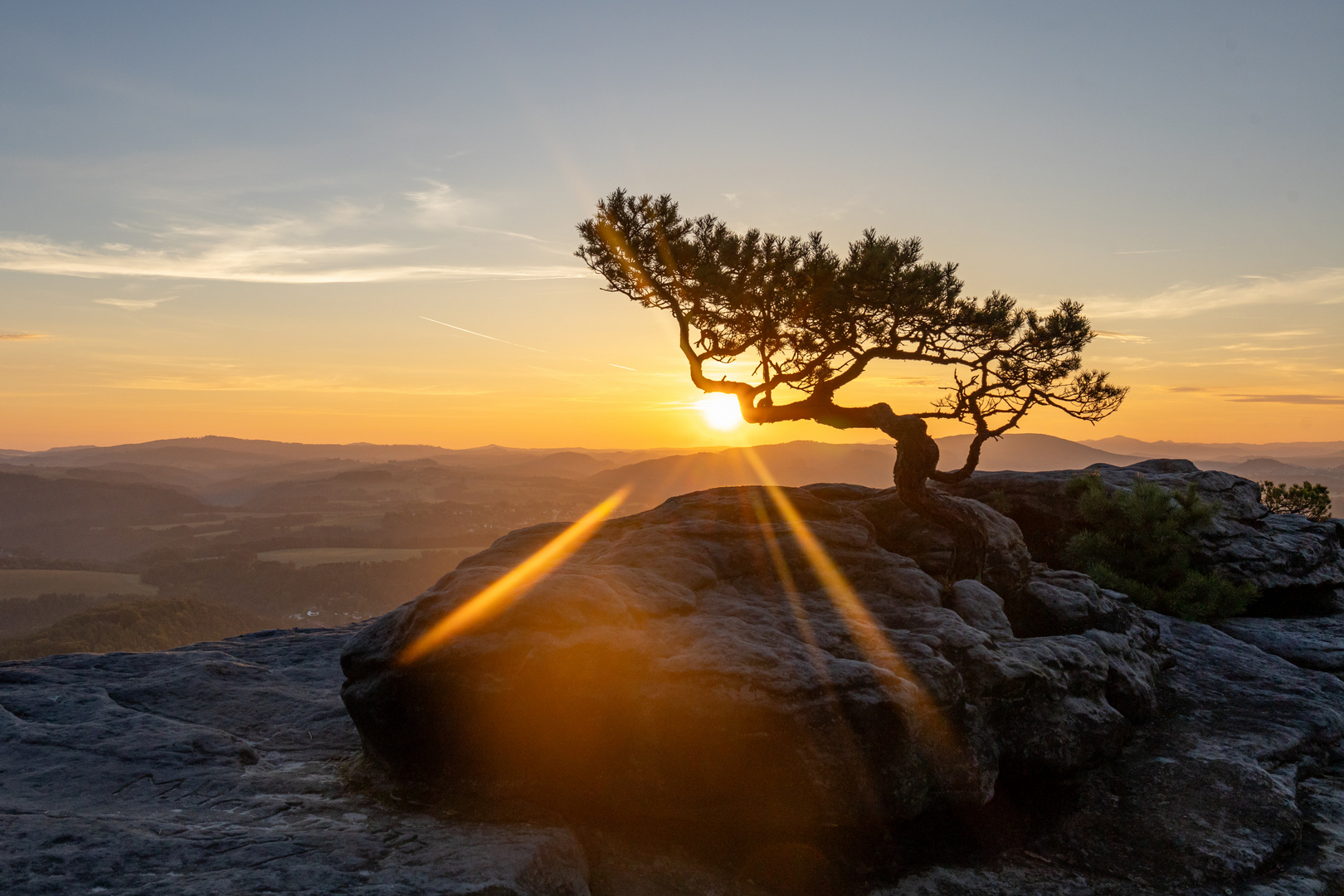 Lilienstein_Wetterkiefer_SA1