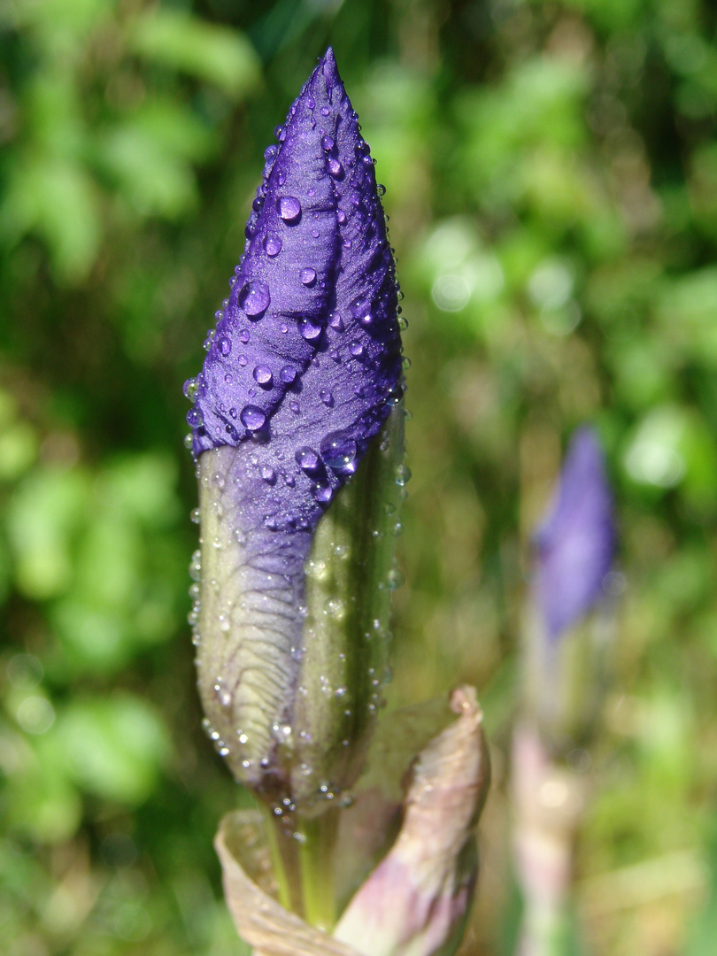 Lilientränen mit Bokeh