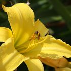 Lilientraum mit Besucher