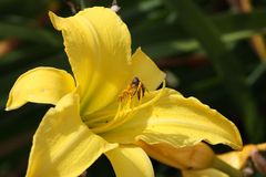 Lilientraum mit Besucher