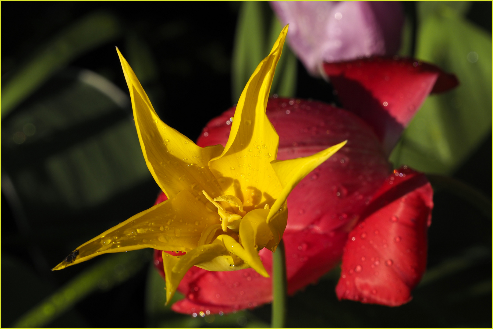 Lilientulpe  im eigenen Garten
