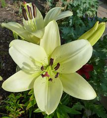 Lilienzauber