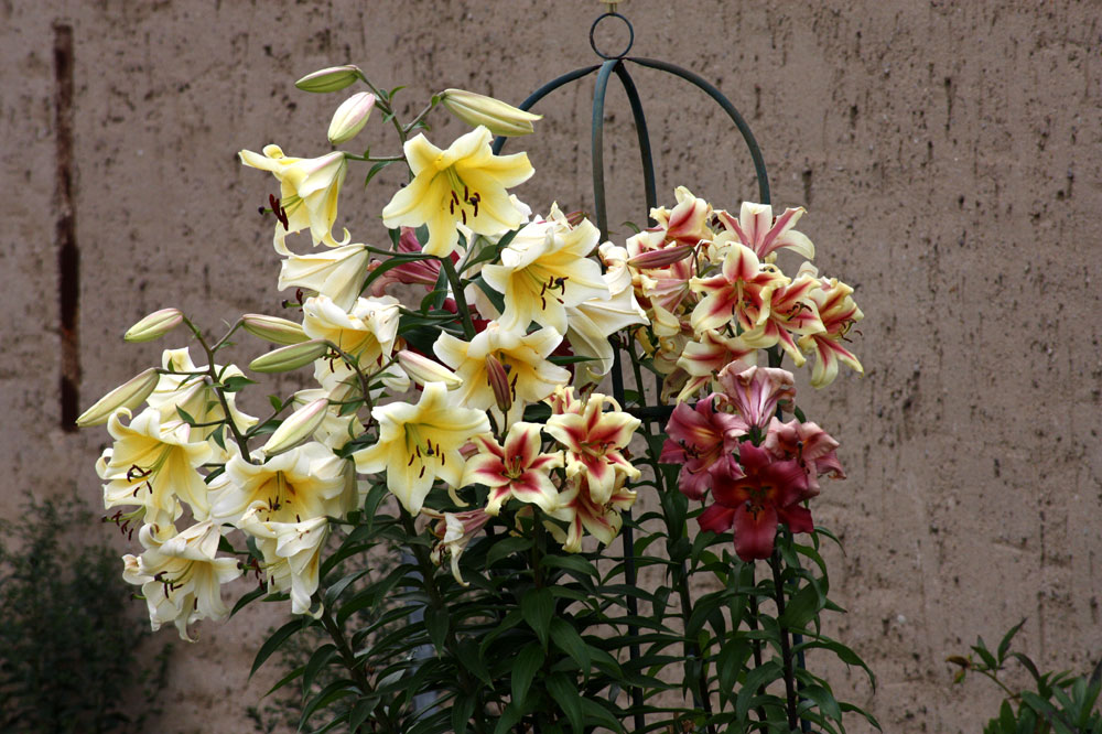 Lilienzauber in Nachbars Garten