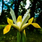 Lilienzeit -1-