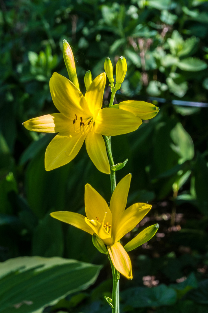 Lilienzeit