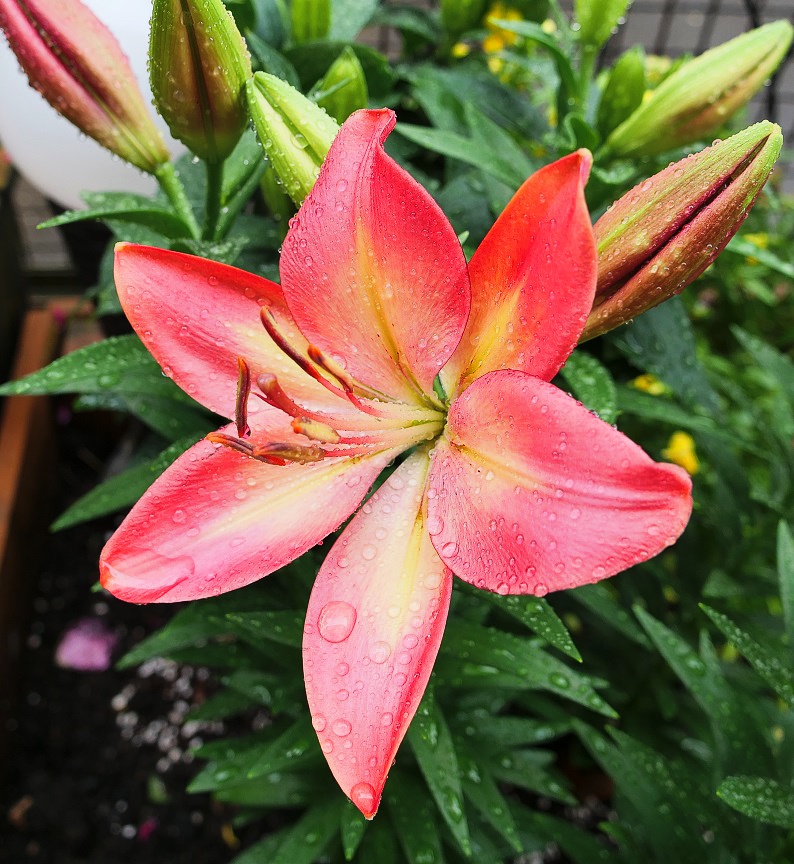 Lilierosa11