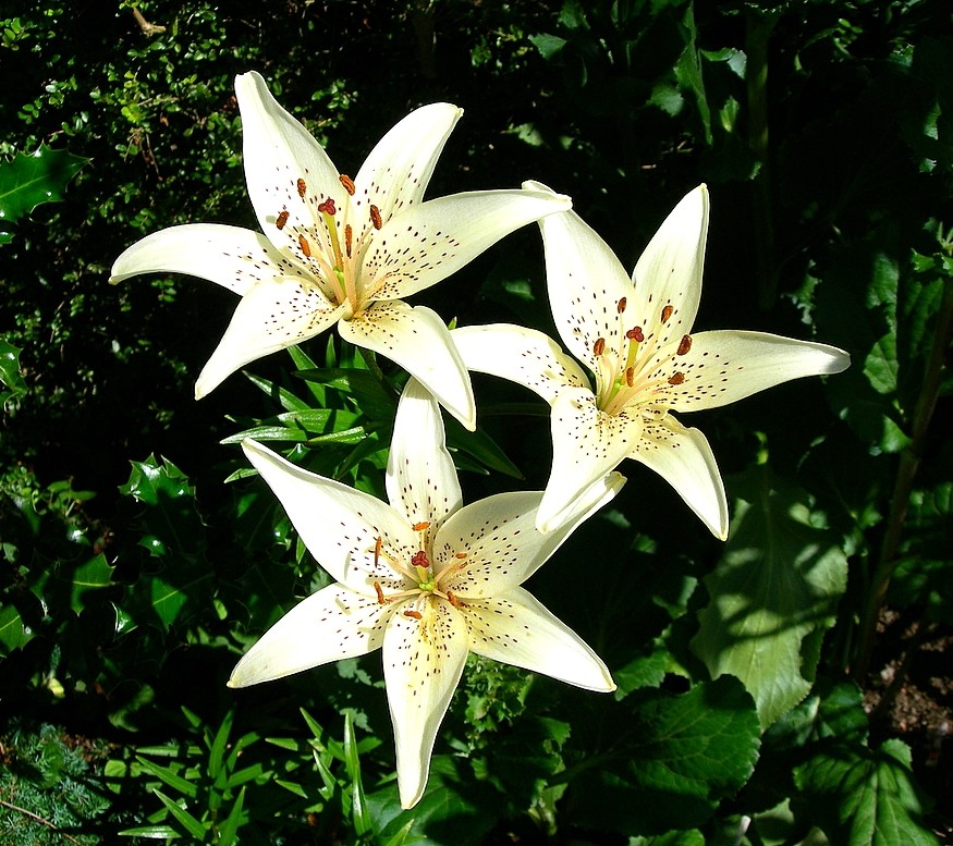 Lilies