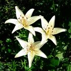 Lilies