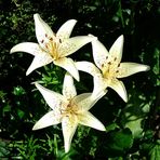 Lilies