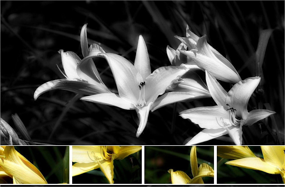 Lilies