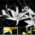 Lilies