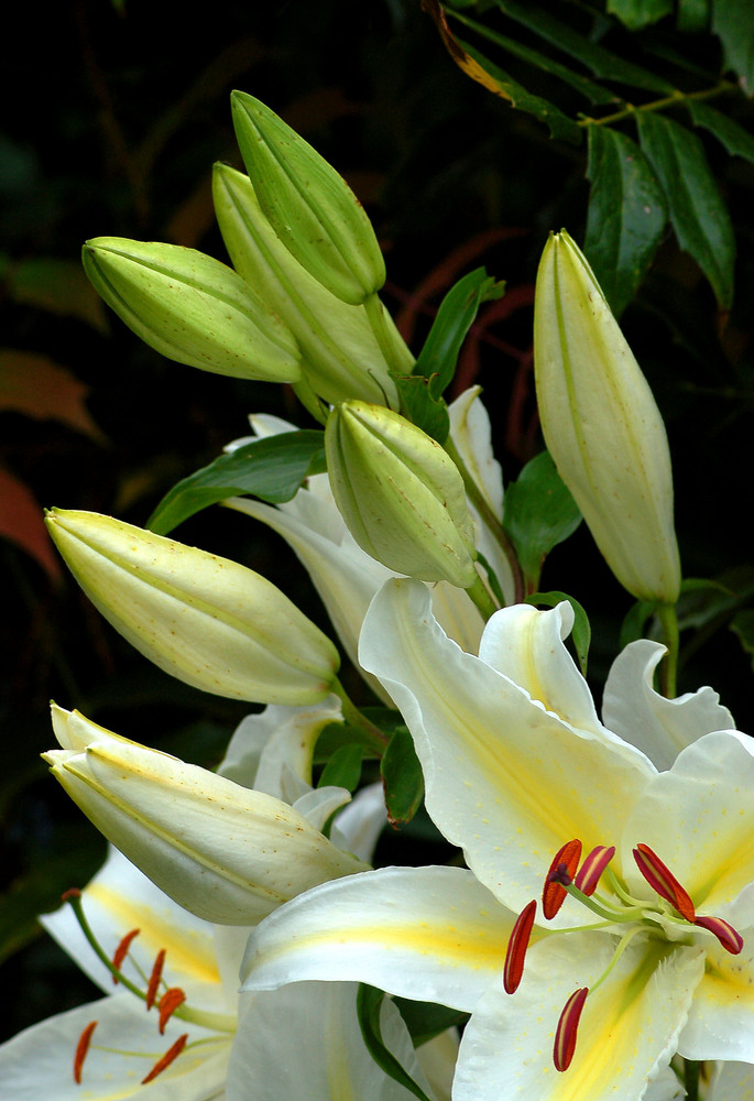 Lilies